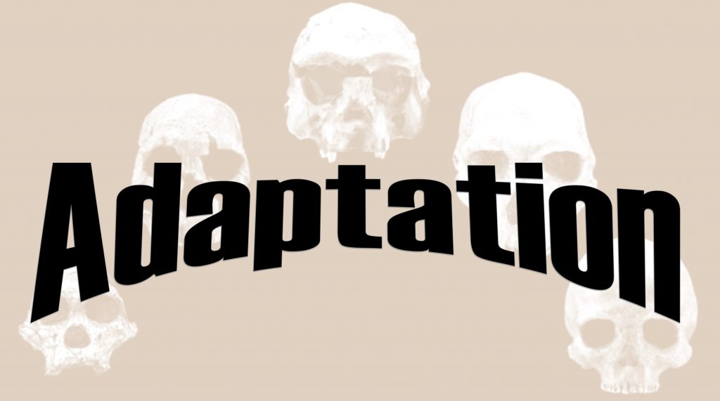 Adaptation