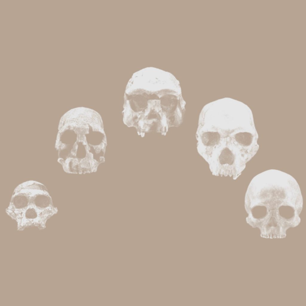 Human evolution exhibit