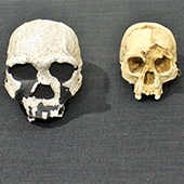 Skulls