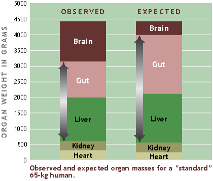 Gut size chart
